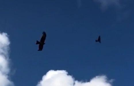 Video preview 3